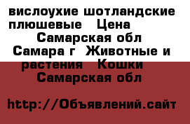 вислоухие шотландские плюшевые › Цена ­ 3 500 - Самарская обл., Самара г. Животные и растения » Кошки   . Самарская обл.